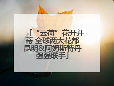 “云荷”花开并蒂 全球两大花都昆明&阿姆斯特丹强强联手