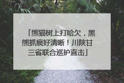熊猫树上打哈欠，黑熊抓痕好清晰！川陕甘三省联合巡护直击