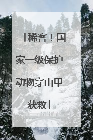 稀客！国家一级保护动物穿山甲获救