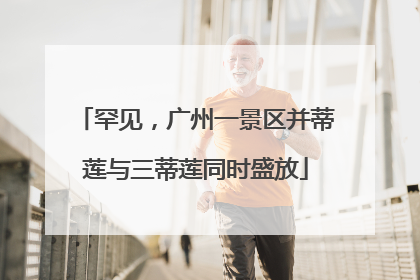 罕见，广州一景区并蒂莲与三蒂莲同时盛放