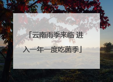 云南雨季来临 进入一年一度吃菌季