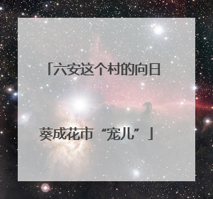 六安这个村的向日葵成花市“宠儿”
