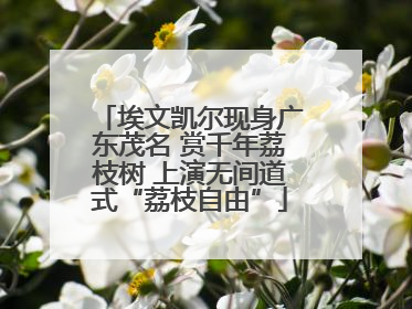 埃文凯尔现身广东茂名 赏千年荔枝树 上演无间道式“荔枝自由”