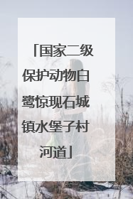 国家二级保护动物白鹭惊现石城镇水堡子村河道