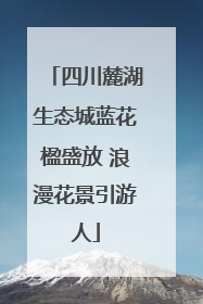四川麓湖生态城蓝花楹盛放 浪漫花景引游人