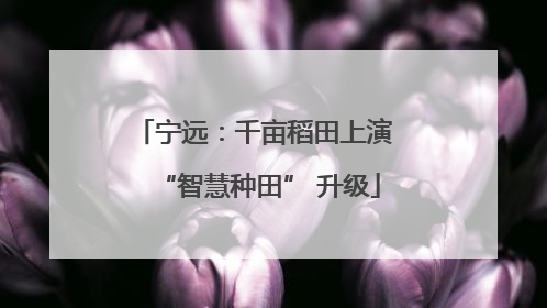 宁远：千亩稻田上演 “智慧种田” 升级