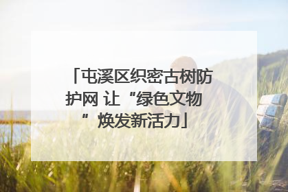 屯溪区织密古树防护网 让“绿色文物”焕发新活力