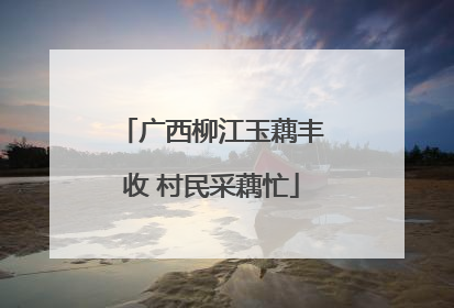 广西柳江玉藕丰收 村民采藕忙