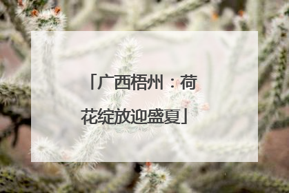 广西梧州：荷花绽放迎盛夏