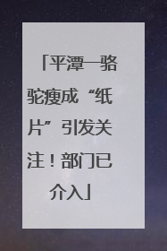 平潭一骆驼瘦成“纸片”引发关注！部门已介入