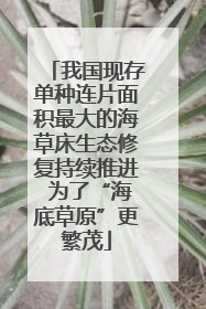 我国现存单种连片面积最大的海草床生态修复持续推进 为了“海底草原”更繁茂
