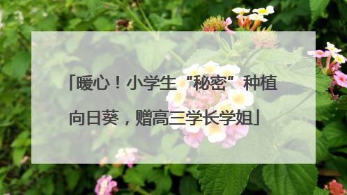 暖心！小学生“秘密”种植向日葵，赠高三学长学姐