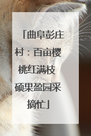 曲阜彭庄村：百亩樱桃红满枝 硕果盈园采摘忙