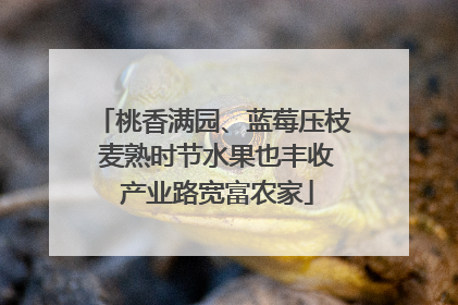 桃香满园、蓝莓压枝 麦熟时节水果也丰收 产业路宽富农家