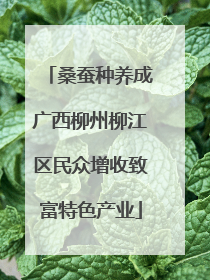 桑蚕种养成广西柳州柳江区民众增收致富特色产业