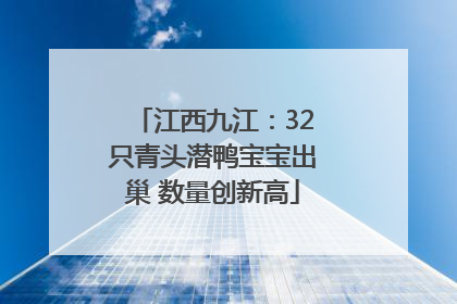 江西九江：32只青头潜鸭宝宝出巢 数量创新高