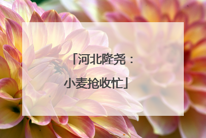 河北隆尧：小麦抢收忙