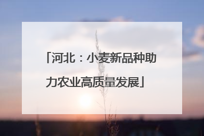 河北：小麦新品种助力农业高质量发展