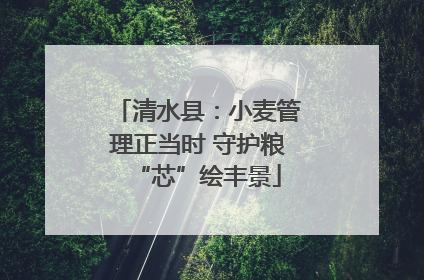 清水县：小麦管理正当时 守护粮“芯”绘丰景