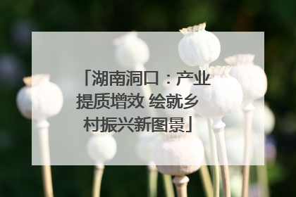 湖南洞口：产业提质增效 绘就乡村振兴新图景