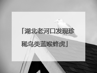 湖北老河口发现珍稀鸟类蓝喉蜂虎