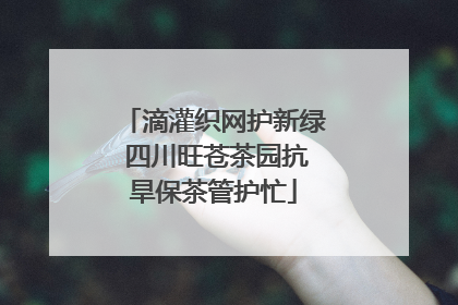 滴灌织网护新绿 四川旺苍茶园抗旱保茶管护忙
