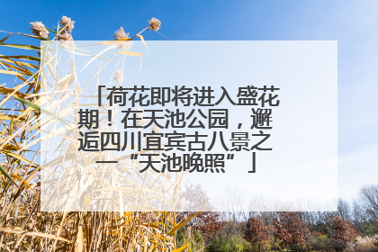荷花即将进入盛花期！在天池公园，邂逅四川宜宾古八景之一“天池晚照”