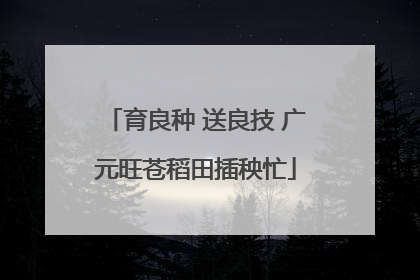 育良种 送良技 广元旺苍稻田插秧忙
