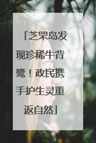 芝罘岛发现珍稀牛背鹭！政民携手护生灵重返自然
