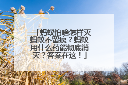 蚂蚁怕啥怎样灭蚂蚁不留痕？蚂蚁用什么药能彻底消灭？答案在这！