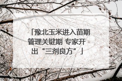 豫北玉米进入苗期管理关键期 专家开出“三剂良方”