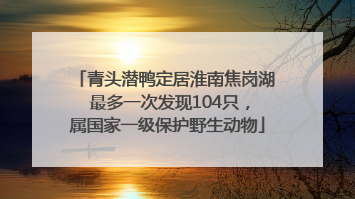 青头潜鸭定居淮南焦岗湖 最多一次发现104只，属国家一级保护野生动物