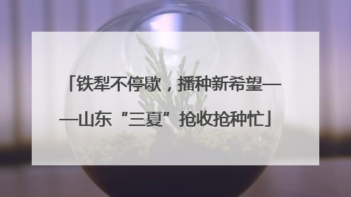 铁犁不停歇，播种新希望——山东“三夏”抢收抢种忙