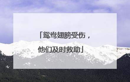 鸳鸯翅膀受伤，他们及时救助