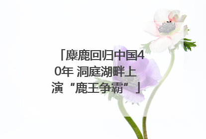麋鹿回归中国40年 洞庭湖畔上演“鹿王争霸”