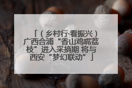 （乡村行·看振兴）广西合浦“香山鸡嘴荔枝”进入采摘期 将与西安“梦幻联动”